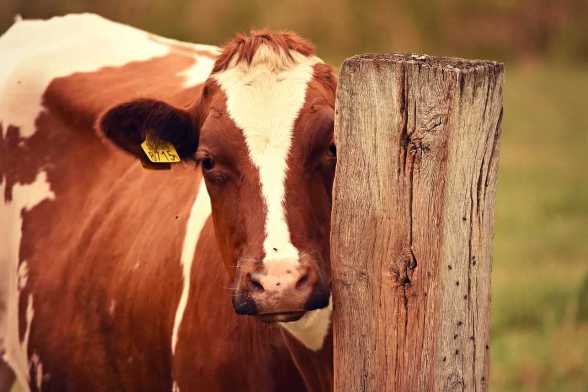Cattle Pull off Early Friday Lows, as Cattle on Feed Shows Fewer Placements