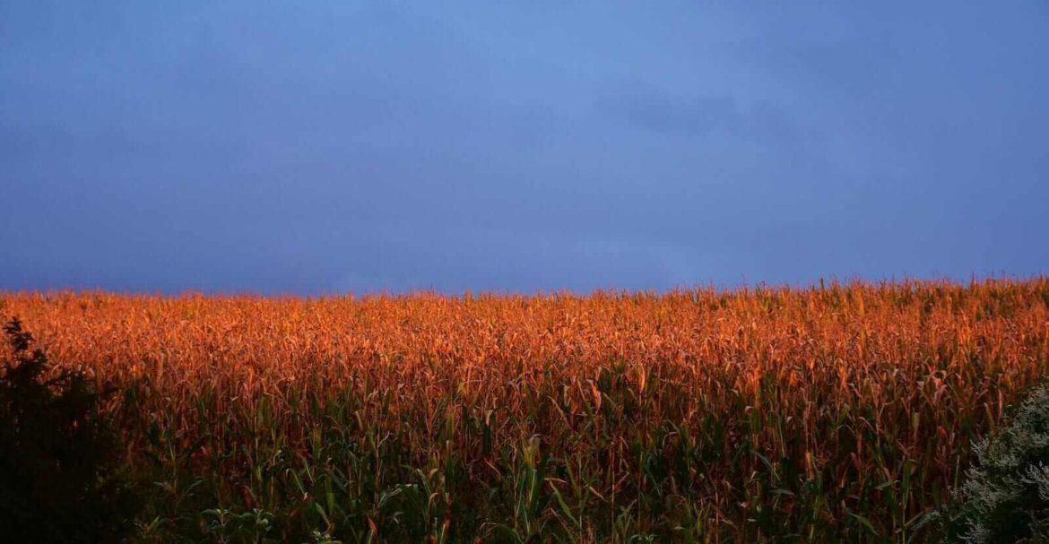 Corn Pulls Off Highs, Still Closes Monday with Strength as Ratings Fall