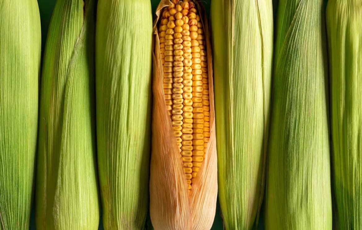 Corn Starting August Trade with Weakness