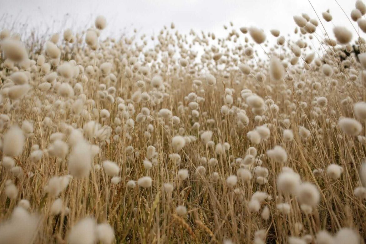 Cotton Kicking Off Thursday with a Slight Correction