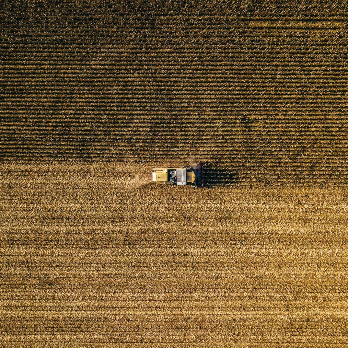 Wheat Rallying on Black Sea Strikes