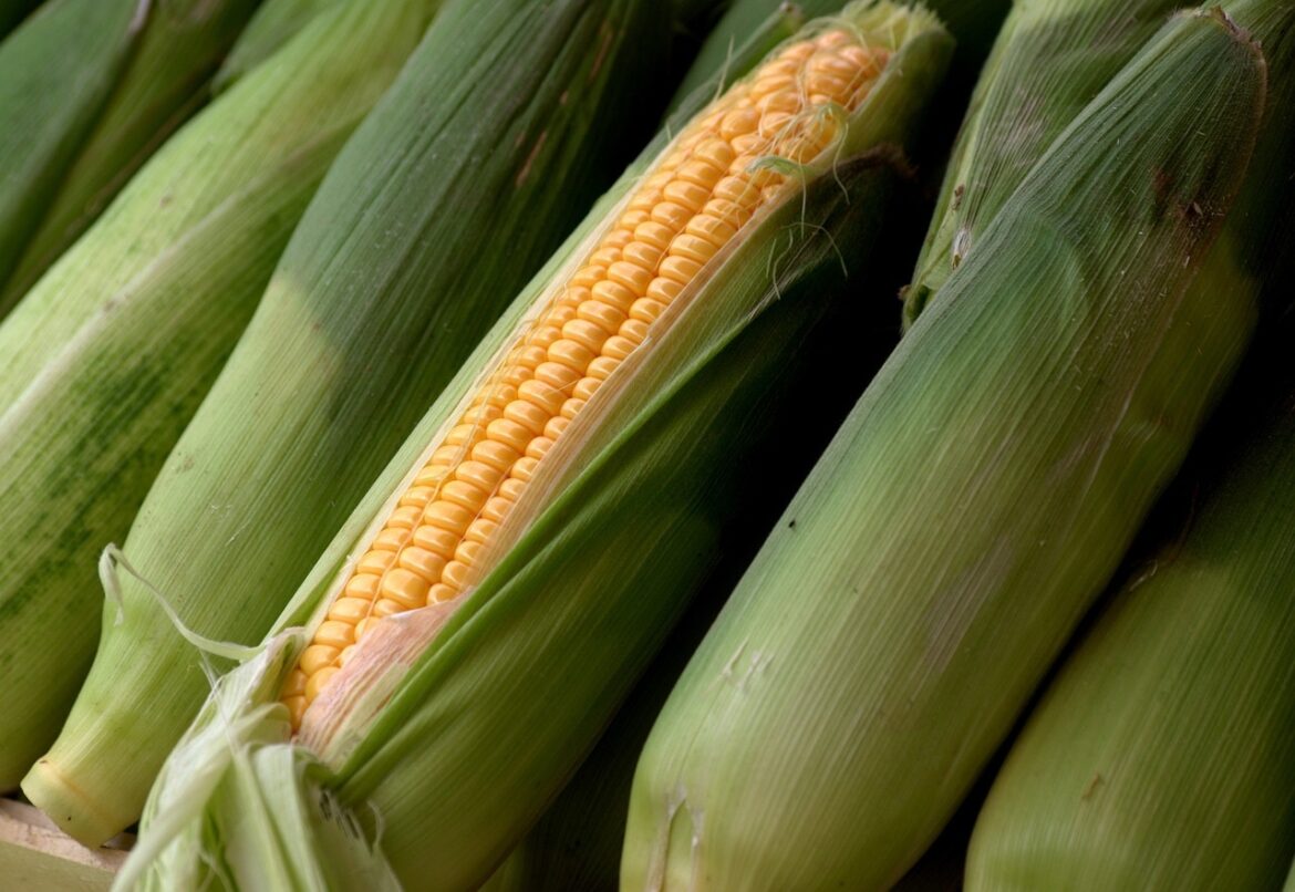Corn Face Risk Off Pressure on Wednesday’s Correction