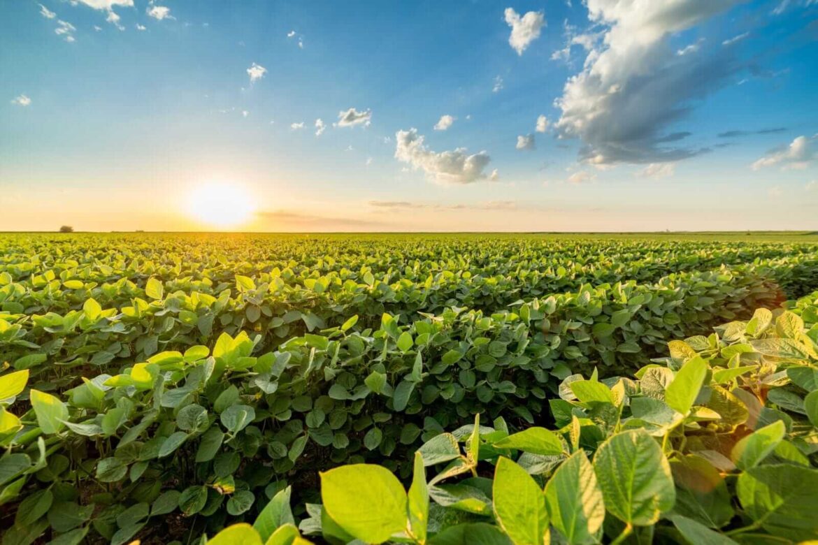 Soybeans Pulling Off Early Lows as Monday Announcement Calms Selling